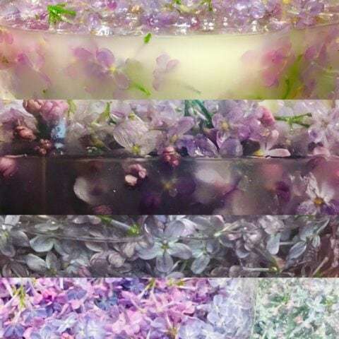 Lilac Tincture