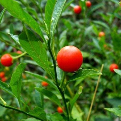 Ultrasonic Ashwagandha Tincture