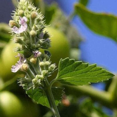 Ultrasonic Catnip Tincture