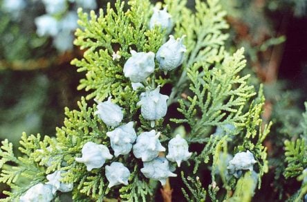 Chinese Thuja Essential Oil