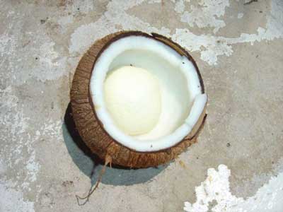 Coconut Extract (CO2)