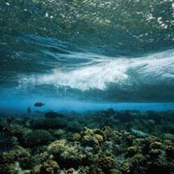 Coral Waves