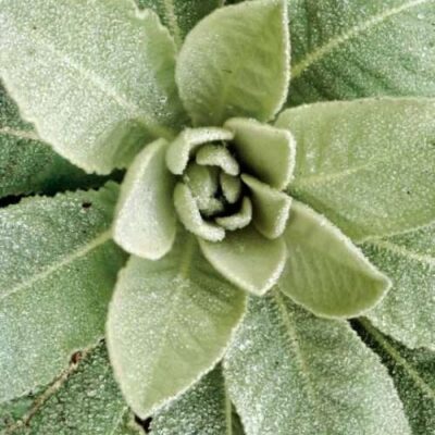 Ultrasonic Mullein Tincture