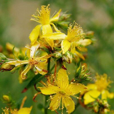 St. John's Wort (CO2)
