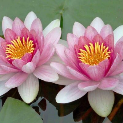 Pink Lotus Absolute