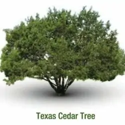 Texas Cedar Essential Oil