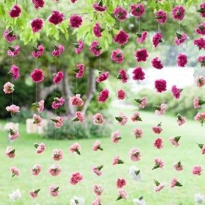 Carnation Dreams