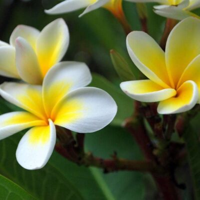 Plumeria Perfume
