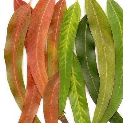 Eucalyptus Set