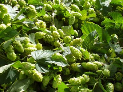 Hop Extract (CO2)