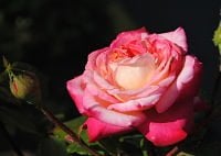 Rose Wax