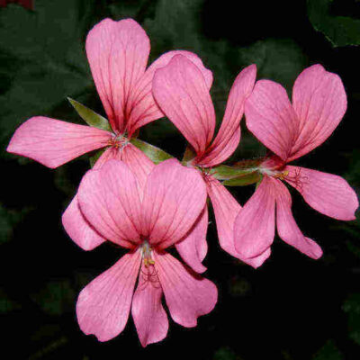 Geranium Hydrosol