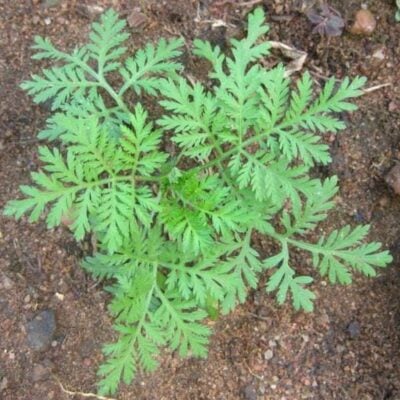 sweet wormwood