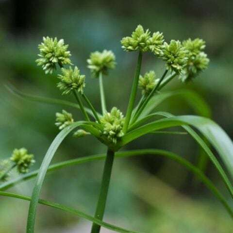 Cyperus