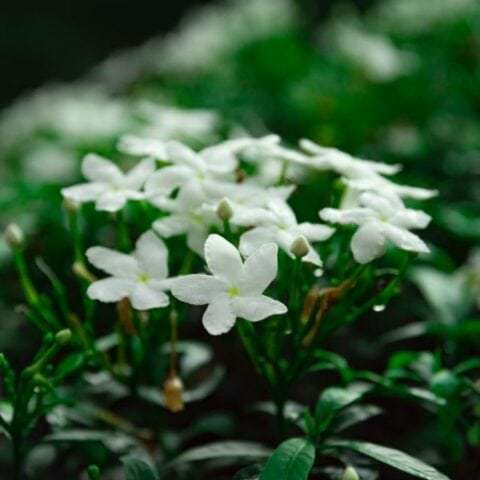 jasmine