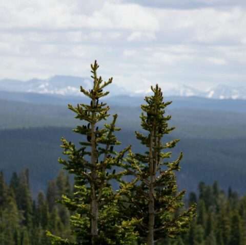 balsam fir