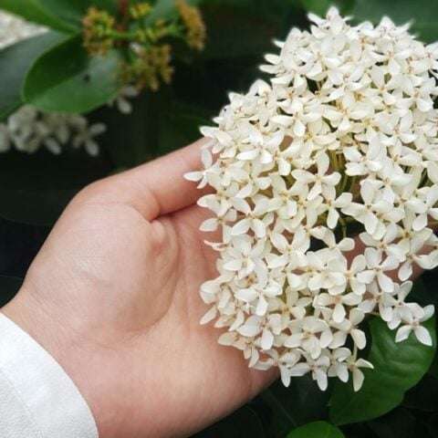 jasmine