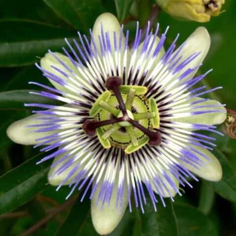 passionflower