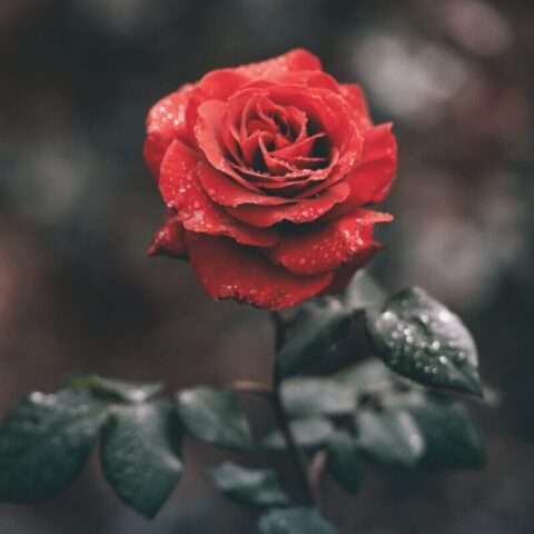 rose