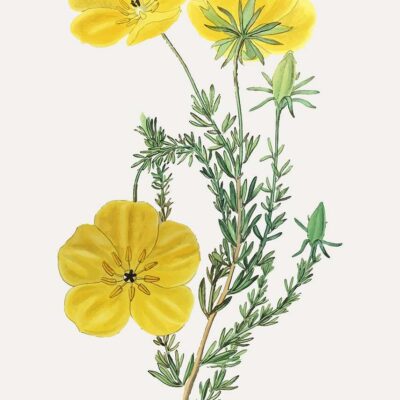 evening primrose