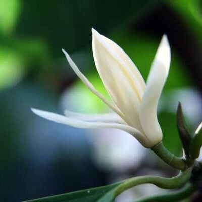 michelia alba