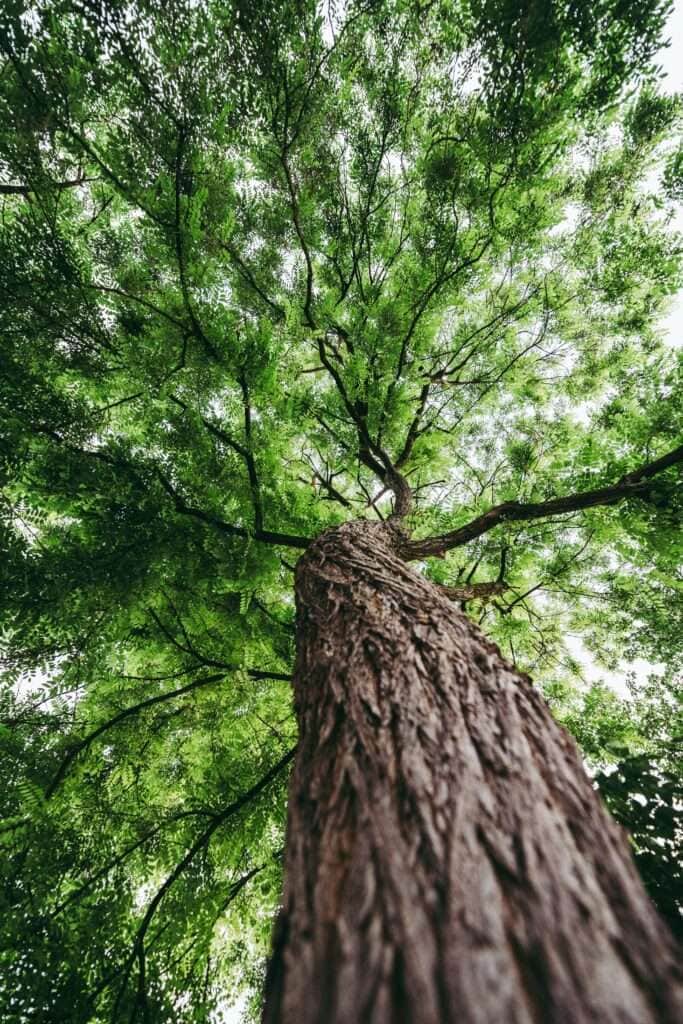 tree