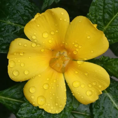Damiana