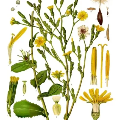 Wild lettuce