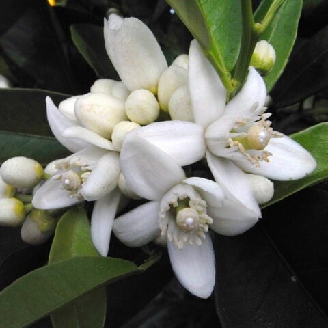 neroli hydrosol