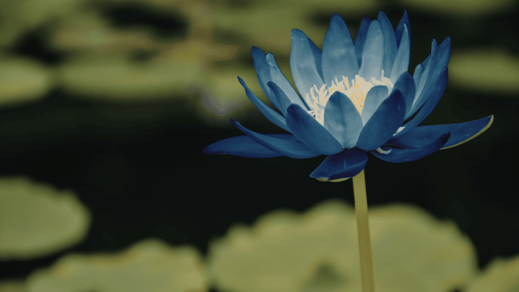 Blue Lotus Flower