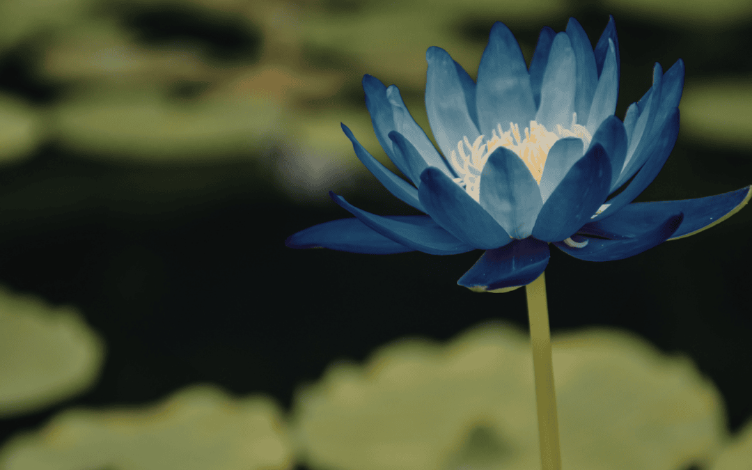 Blue Lotus Effects And Benefits | Sacred Egyptian Flower