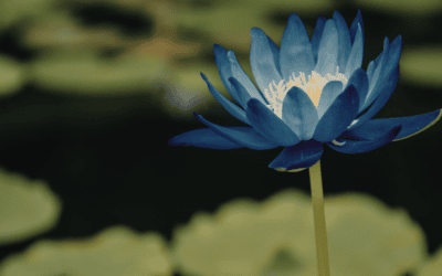 Blue Lotus Effects And Benefits | Sacred Egyptian Flower