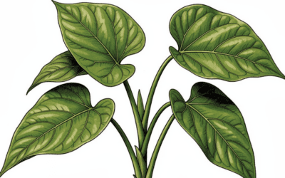 Kava Benefits And Uses | Complete Guide To Piper Methysticum