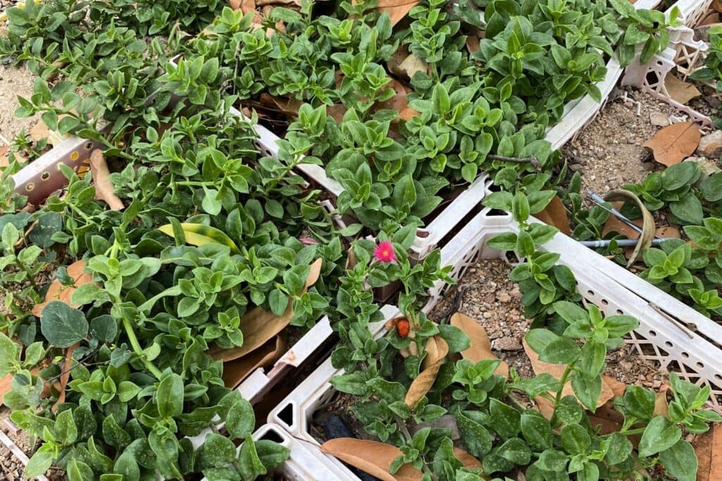 Kanna Plant