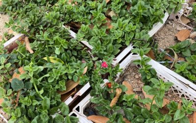 Kanna Effects And Benefits | Sceletium Tortuosum Guide