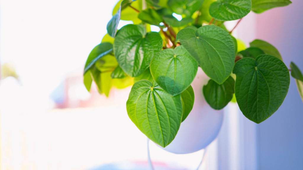 Learning More About Kava Kava Benefits