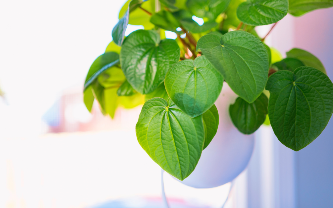 Kava Benefits: The Complete Guide To Piper Methysticum