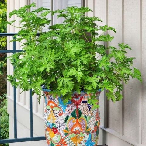 citronella