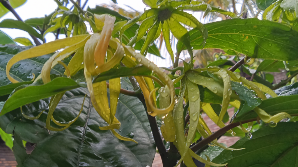 Fresh Ylang Ylang Blooms Ready For Harvest