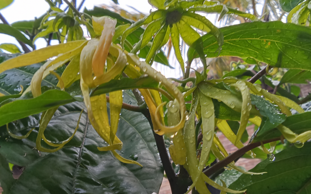 Ylang Ylang Essential Oil | Benefits, Uses, And Blending Guide