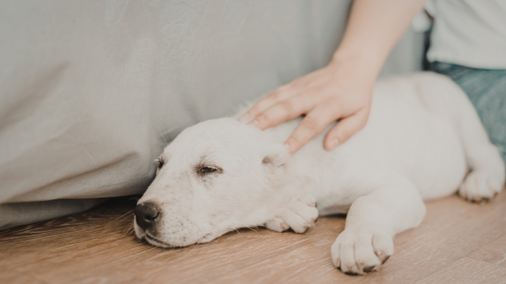 Dog Resting Calmly In A Safe Home