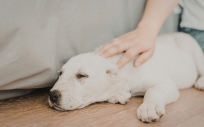 Essential Oils Safe For Dogs | Pet-Friendly Aromatherapy Guide