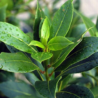 Laurel Leaf