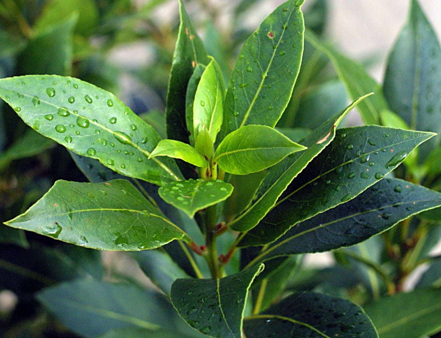 Laurel Leaf