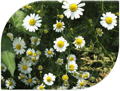 Roman Chamomile