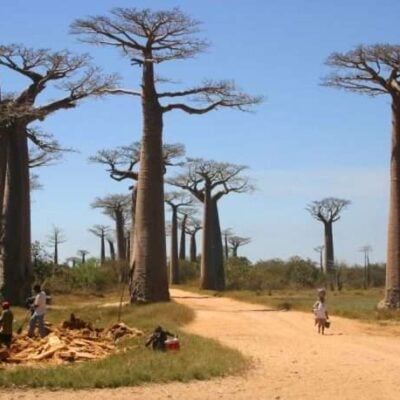 Baobab