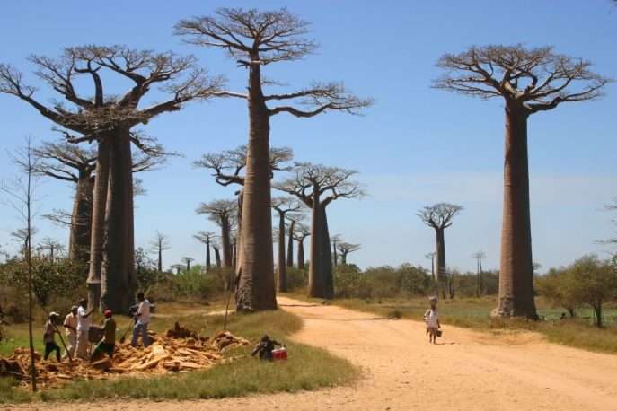 Baobab