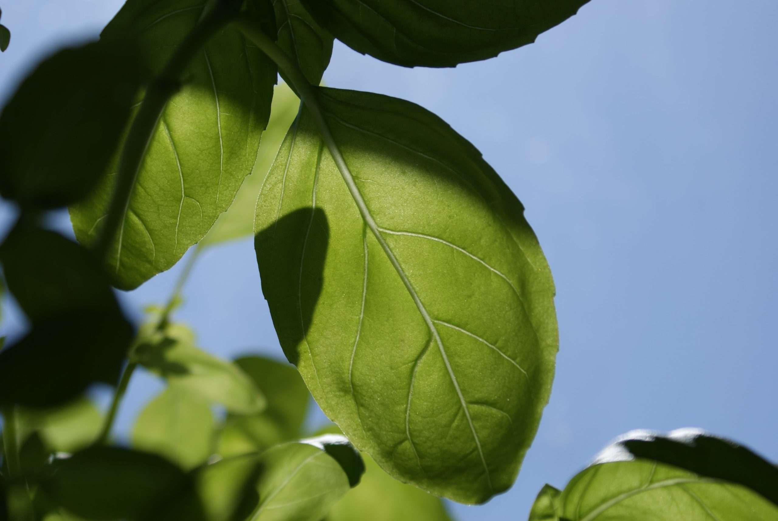 Sweet Basil - Image 3