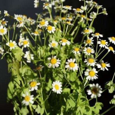 Cape Chamomile