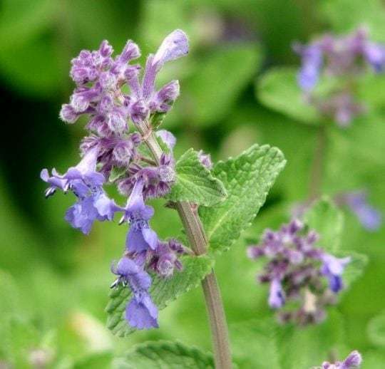 Ultrasonic Catnip Tincture - Image 2